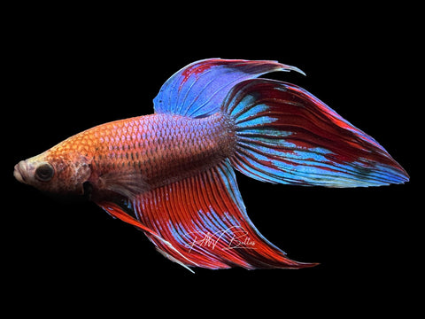 Bi-Color Veiltail Male Betta | M2391