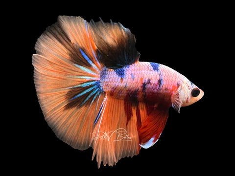 Orange Candy HM Male Betta | M2292