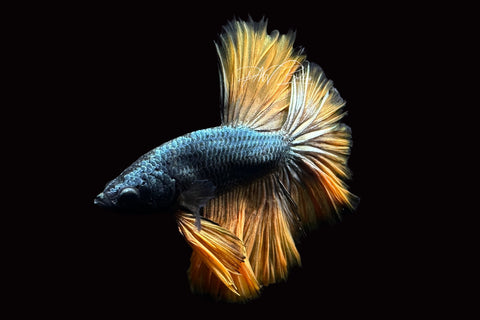 Yellow Copper Halfmoon Male Betta | M2498