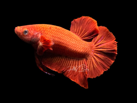 Chunky Super Red HMPK Male Betta | M2209