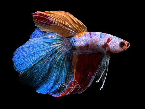 Koi Delta Male Betta | M2307