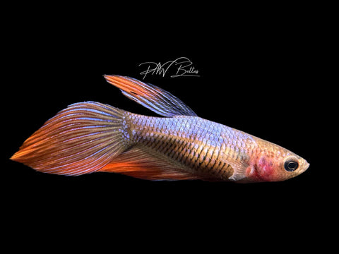 Marble VT Female Betta | F1589