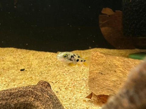 Pea Puffer | Carinotetraodon travancoricus