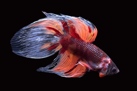 Marble Veiltail Male Betta | M2507