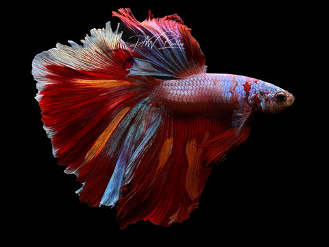 Marble HM Male Betta | M2294