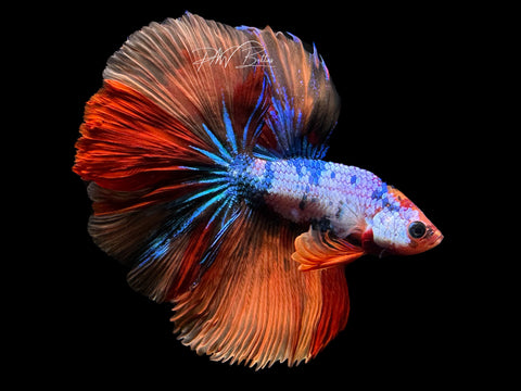 Marble HM Male Betta | M2179