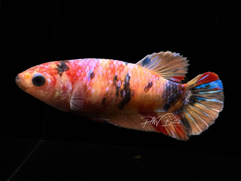 Candy HMPK Female Betta | F1616