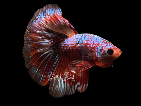 Candy HM Male Betta | M2246