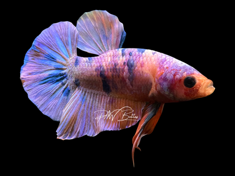 Candy HMPK Male Betta | M2247