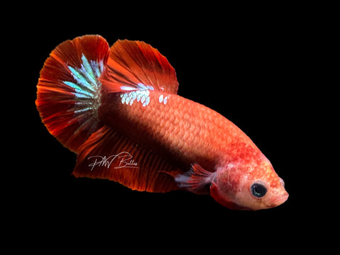 Hellgirl HMPK Female Betta | F1574