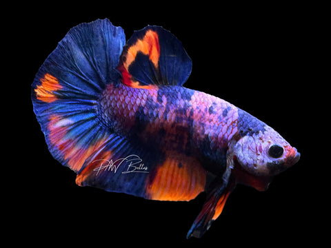 Marble HMPK Male Betta | M2271