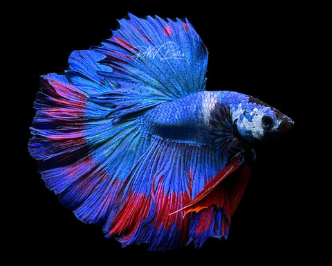 Marble HM Male Betta | M2193a