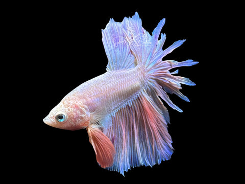 Pastel Feathertail Male Betta | M2185