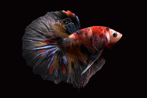 Marble Halfmoon Male Betta | M2495