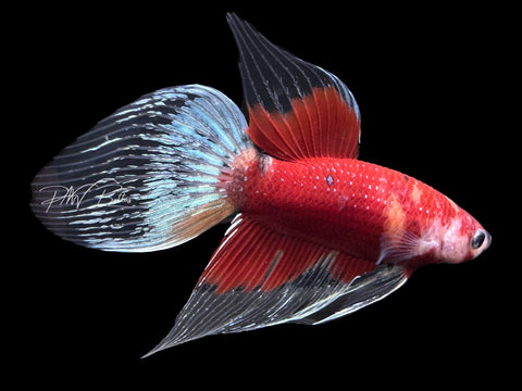 Marble VT Male Betta | M2324