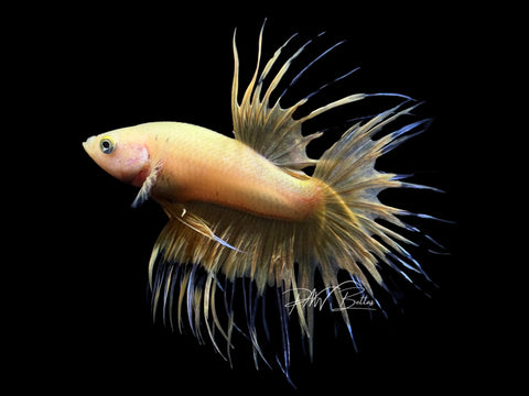 Yellow CT Male Betta | M2155