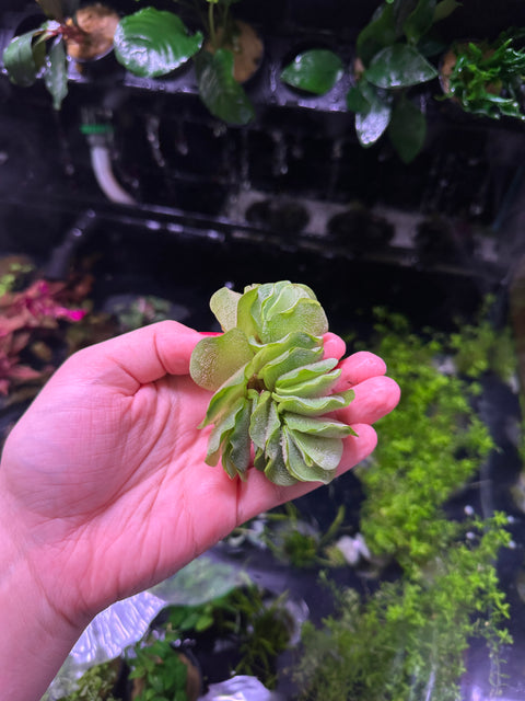 Betta Plant Pack