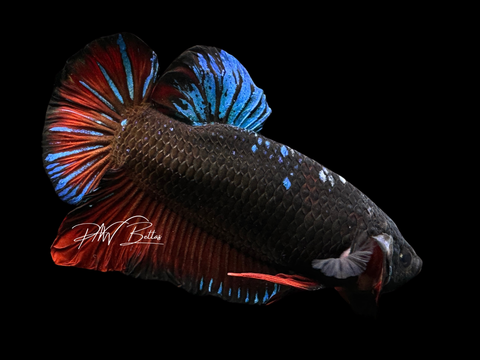 XL Blacklight HMPK Male Betta | M2264