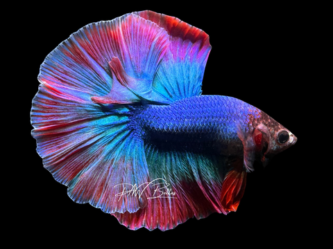 Mascot HM Male Betta | M2265