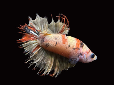 Candy Crowntail Plakat Male Betta | M2003