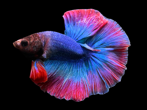 Mascot HM Male Betta | M2265