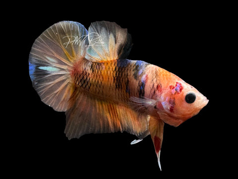 USA Bred | Nemo HMPK Male Betta | L19