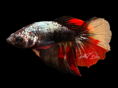 Copper Marble HM Female Betta | F1621