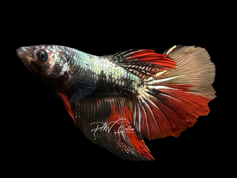 Copper Marble HM Female Betta | F1621