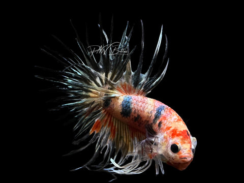 Marble Crowntail Male Betta | M2383