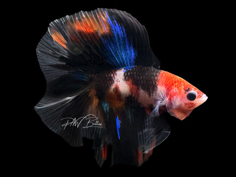 Koi DTHM Male Betta | M2165