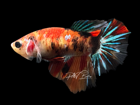 Koi HM Female Betta | F1622