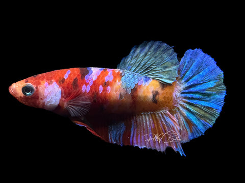 Candy HMPK Female Betta | F1586