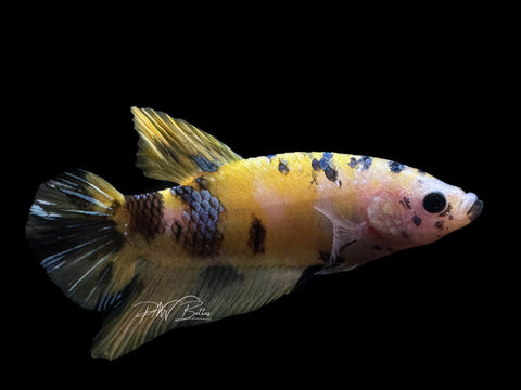 XL Yellow Koi HMPK Male Betta | M2110