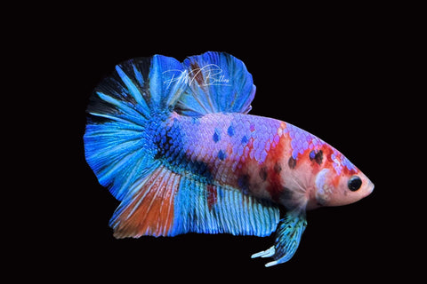 Candy HMPK Male Betta | M2500