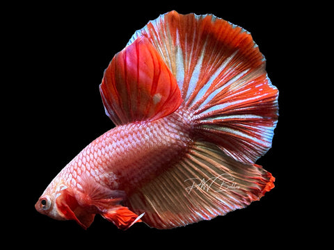 XL Tail Marble HMPK Male Betta | M2280