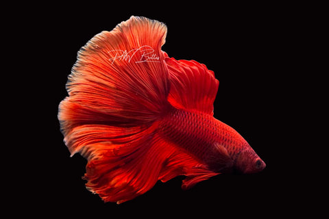 Super Red Halfmoon Male Betta | M2496