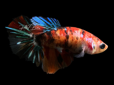 Koi HM Female Betta | F1622