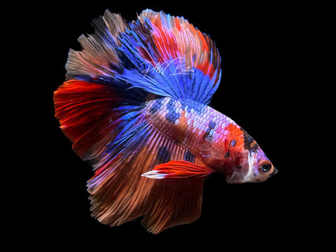 Candy HM Male Betta | M2207