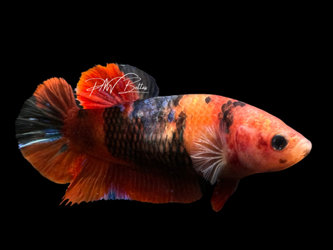 XL Koi HMPK Female Betta | F1623