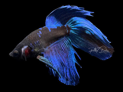 Blacklight VT Male Betta | M2306