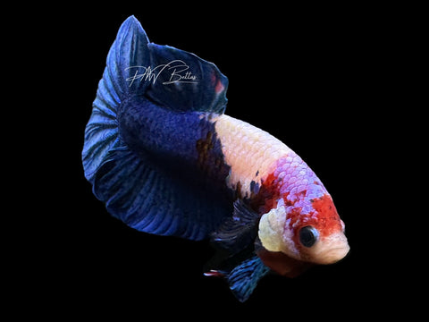 Marble HMPK Male Betta | M2267