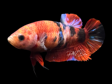 XL Koi HMPK Female Betta | F1623