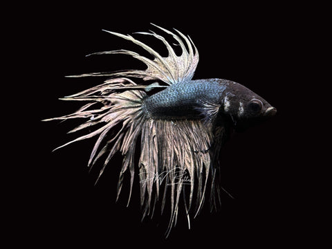 Black Copper CT Male Betta | M2201