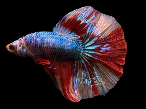 Marble Halfmoon Male Betta | M2384