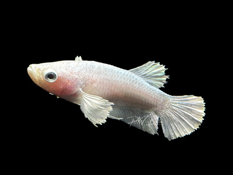 Platinum Dumbo HMPK Female Betta | F1582