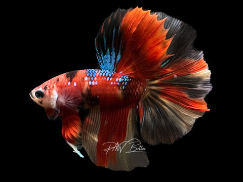 Koi HM Male Betta | M2331