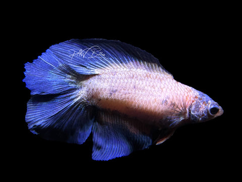 Blue Marble DTHM Female Betta | F1571