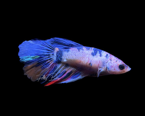 Blue Marble HM Female Betta | F1595