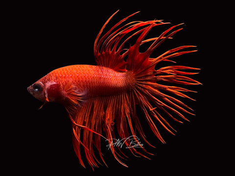 Super Red CT Male Betta | M2199