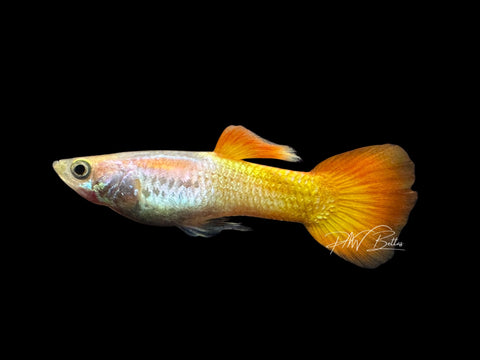 Tequila Sunrise Guppy | Poecilia reticulata